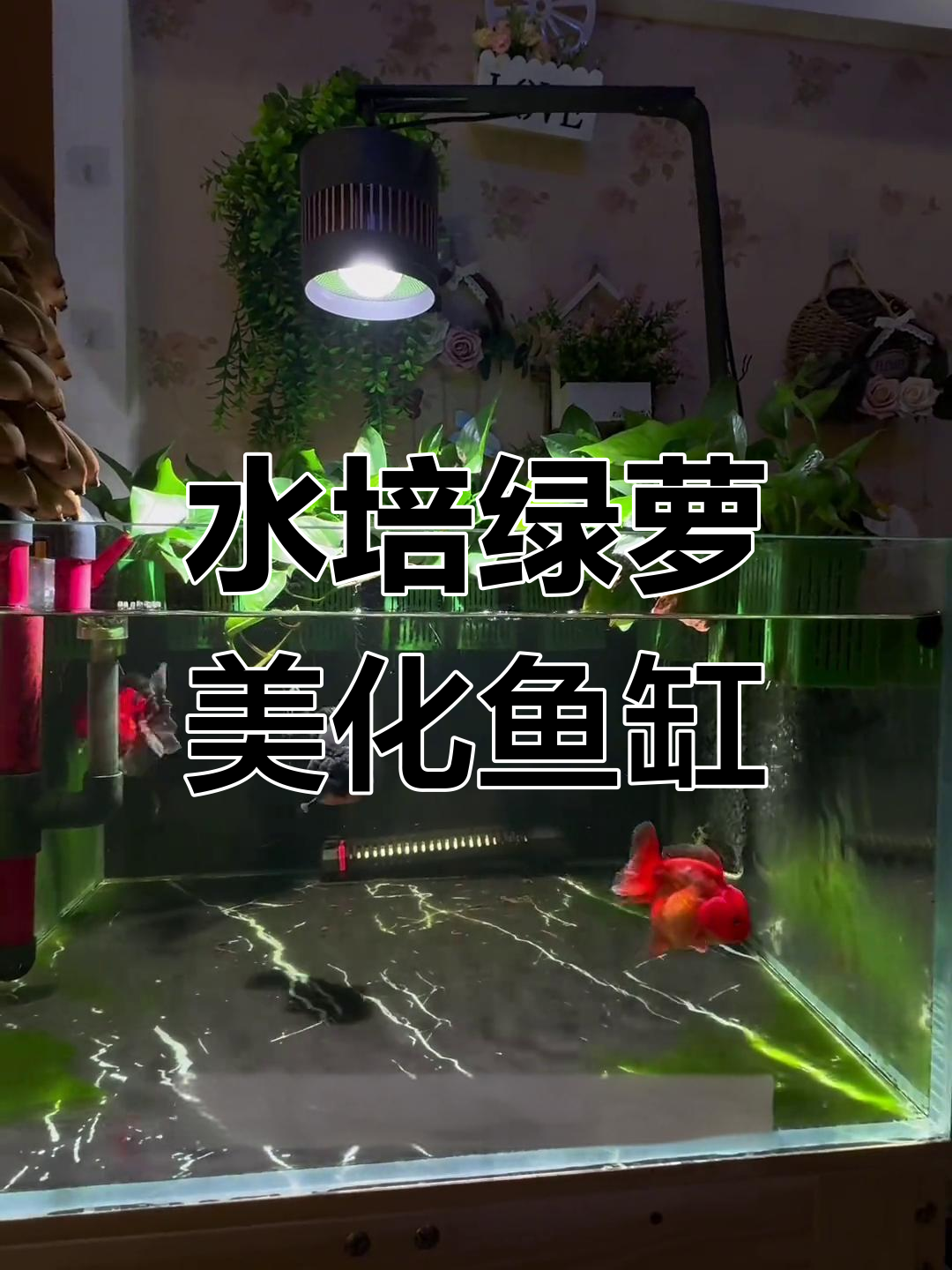 绿植水培净化水质,金鱼更活泼