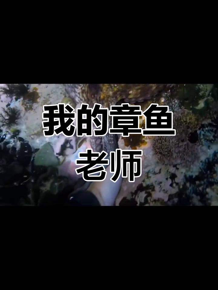 章鱼哥竟然成了我的朋友,它的一生如此神奇