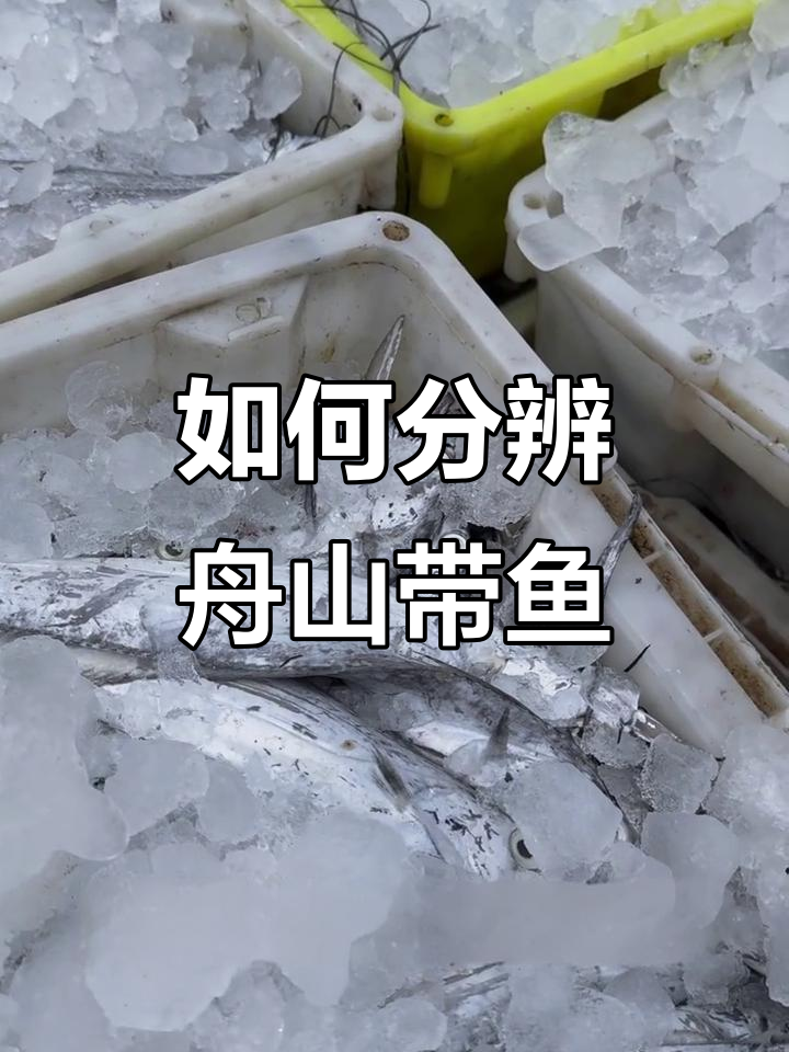 舟山带鱼和普通带鱼的差别,选错就亏了!