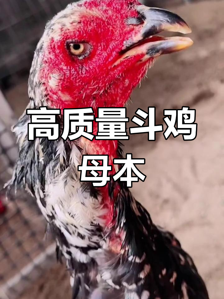 越南黑花鬼母品质揭秘,遗传基因的重要性