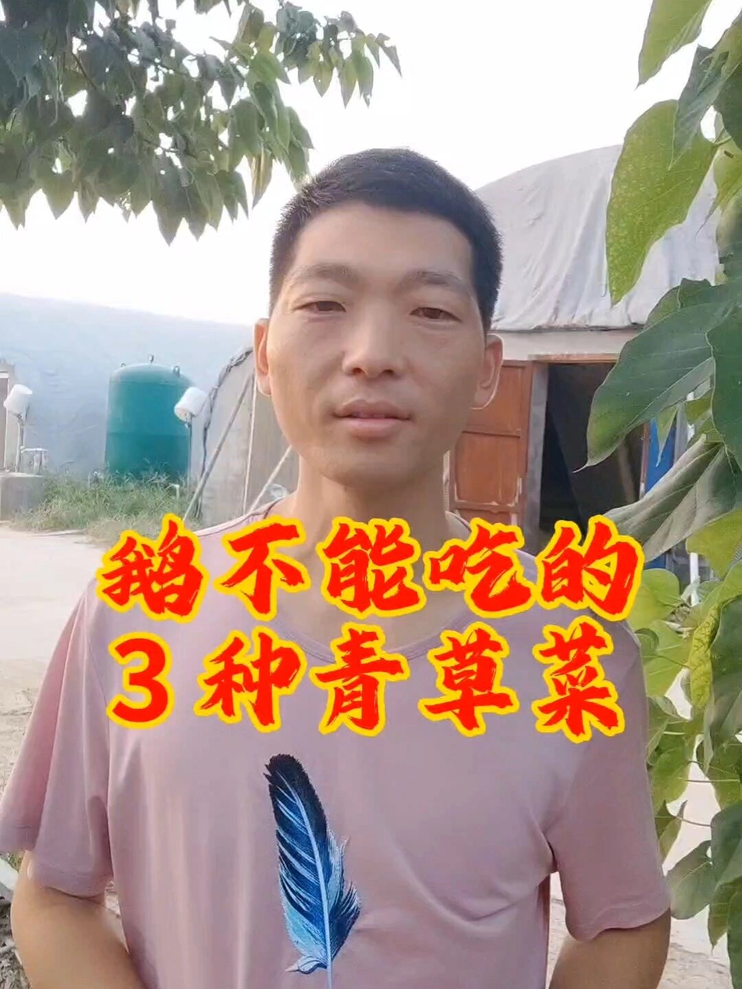 鹅不能吃的三种青草青菜,养鹅人要知道