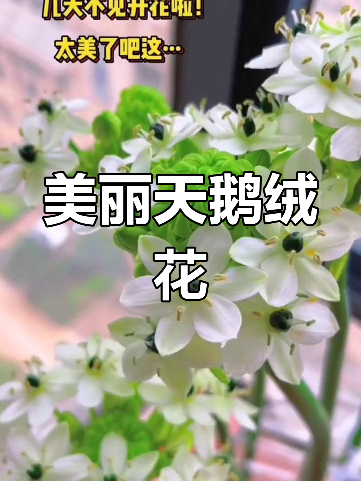天鹅绒花的美,竟然比蒜苔还惊艳!