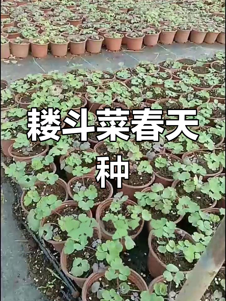 耧斗菜耐寒性强,春季阳台种植开花美丽