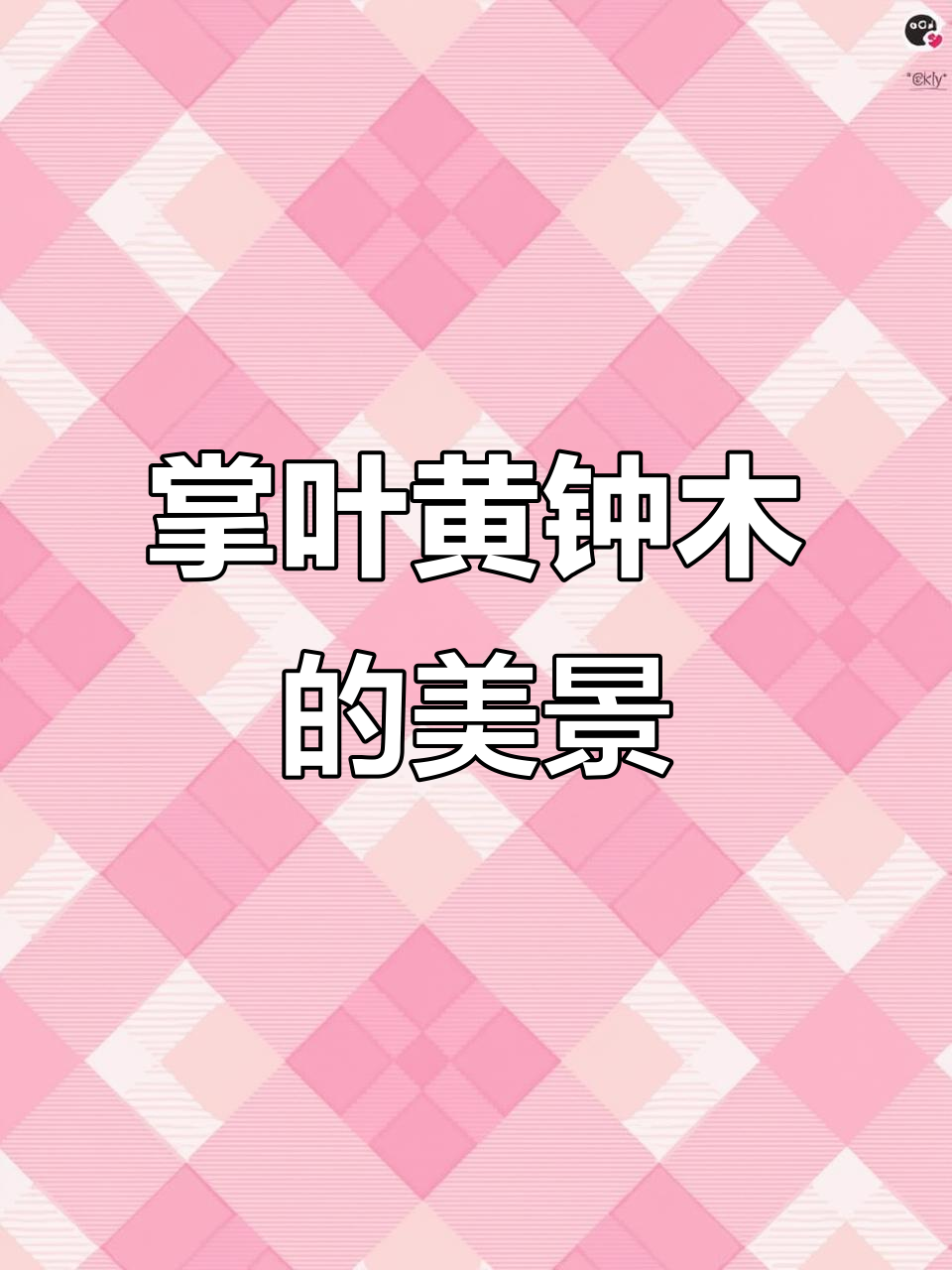 掌叶黄钟木的美丽与魅力,身边美景尽收眼底