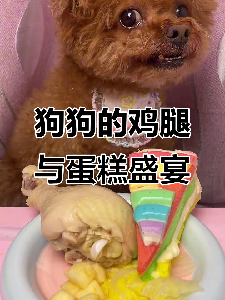 泰迪狗狗吃鸡腿、苹果和彩虹酸奶蛋糕,萌宠日常大快朵颐