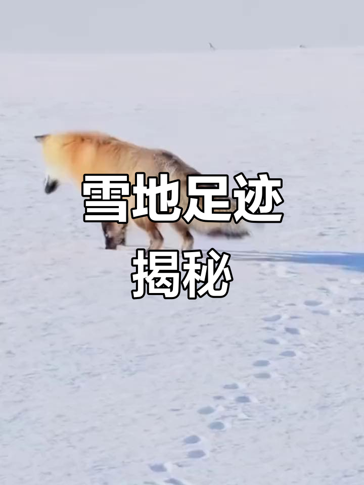 雪地小画家,动物脚印各不同,青蛙冬眠成趣