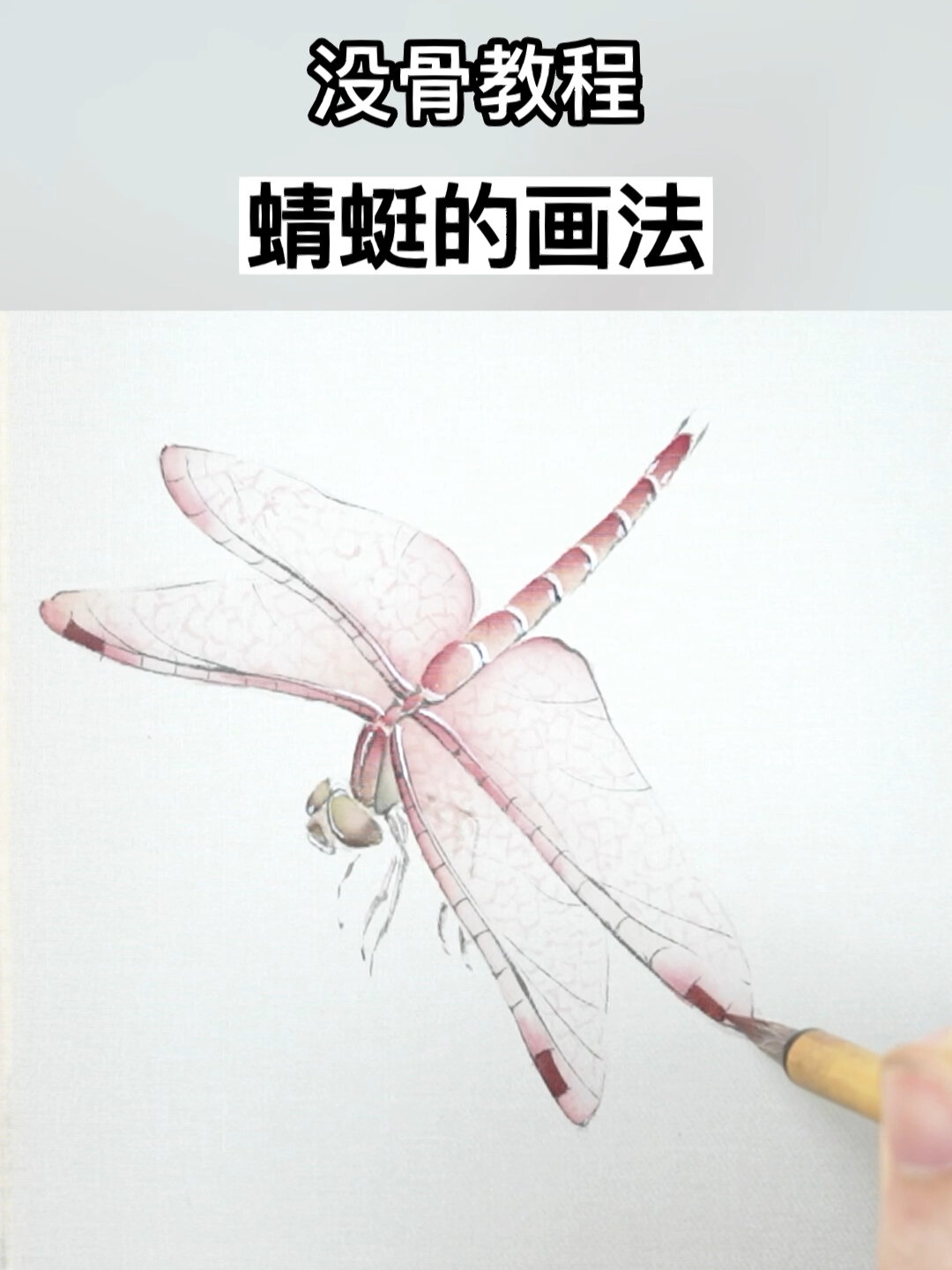 国画视频|蜻蜓的画法,一分半高清教程