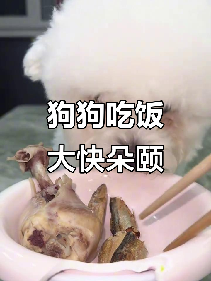 狗狗吃播:虾仁、小鱼干和鸡腿,表情超有趣