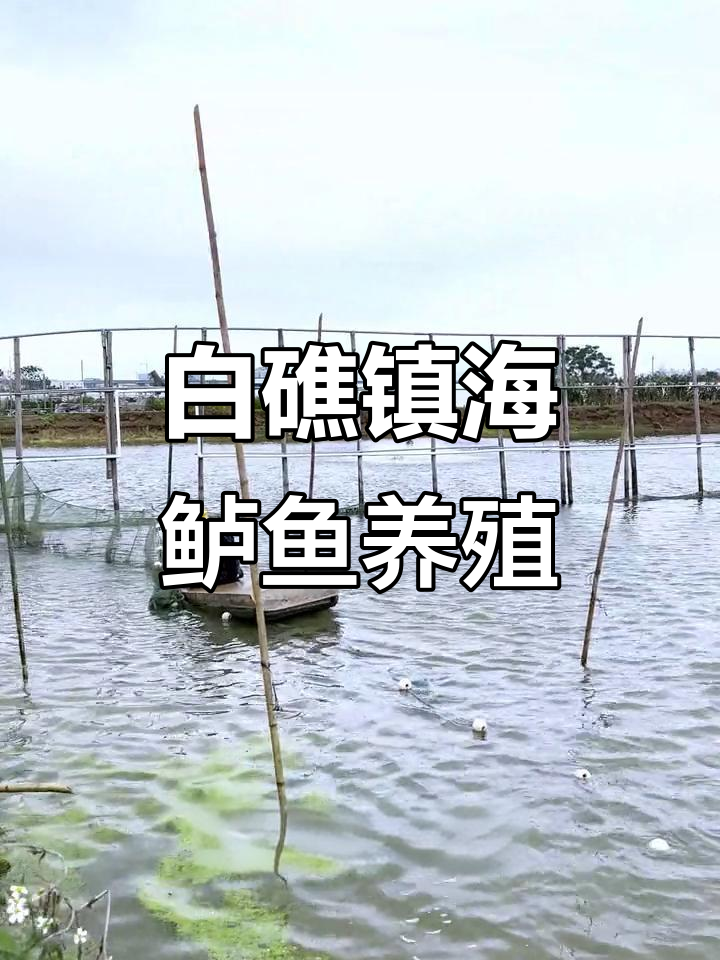 珠海白蕉海鲈鱼养殖场揭秘,咸淡水交界的美味原产地