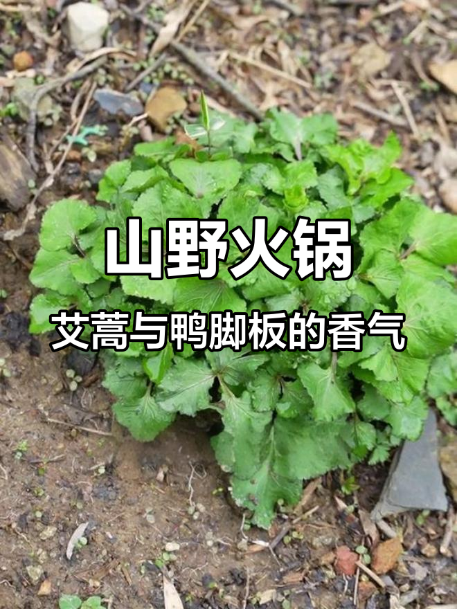 春天里的山野美味,冷菜与鸭脚板炖出最朴实的火锅