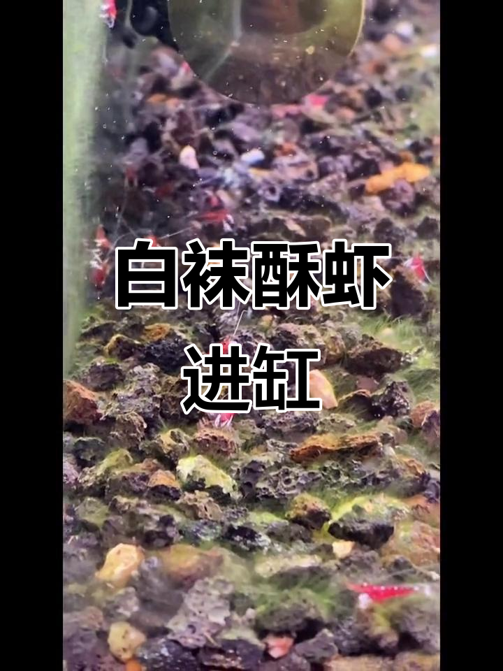 苏虾缸初入,白袜酥虾带来新生命