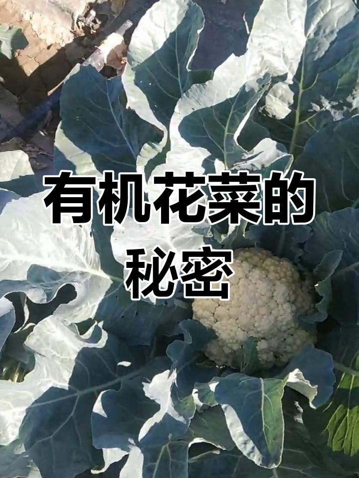 青梗松花菜,有机美味