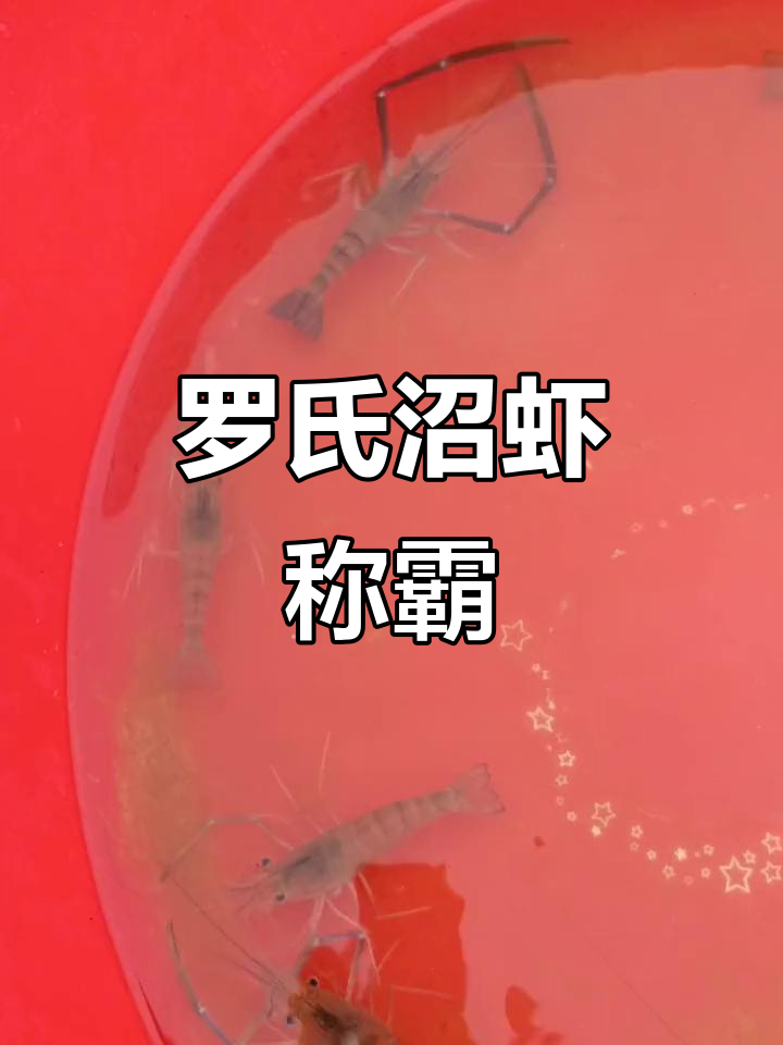 罗氏沼虾数量激增,基围虾几乎消失,池塘成了它们的天下