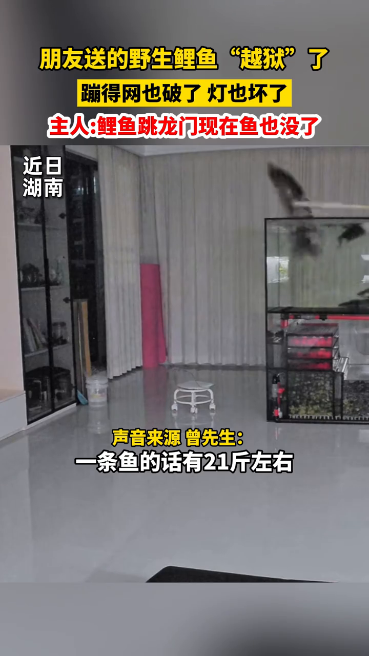 朋友送的野生鲤鱼“越狱”