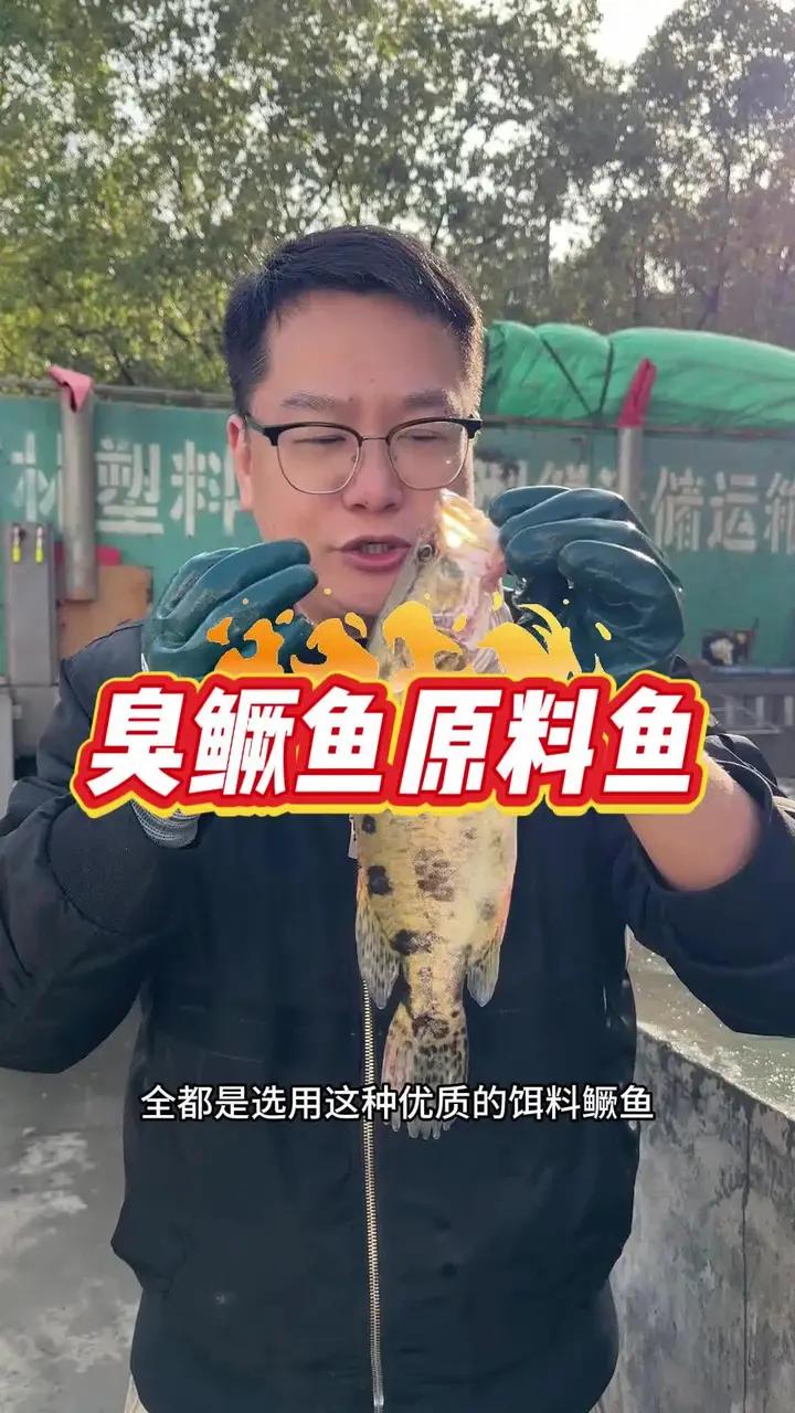 很多粉丝朋友都很疑惑,臭鳜鱼是用什么样的原料鱼?正宗黄山臭鳜鱼用的都是吃小鱼小虾的饵料鱼,