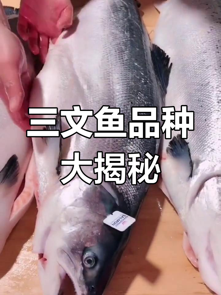 了解五种三文鱼:从帝王鲑到红鳟鱼的口感与价格差异