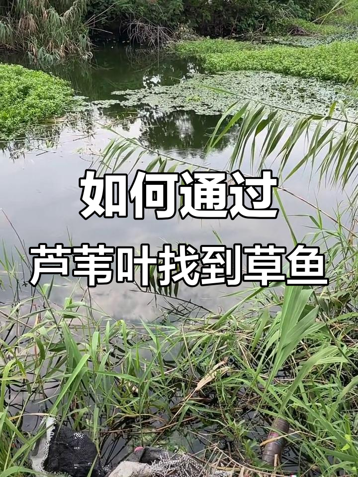找鱼技巧大揭秘:如何判断水域是否有草鱼和花白莲
