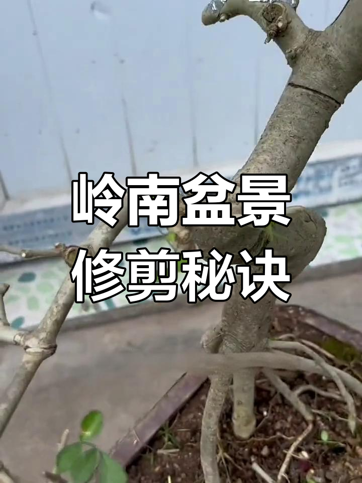 岭南派盆景修剪技巧:如何去粗取细,打造完美过渡