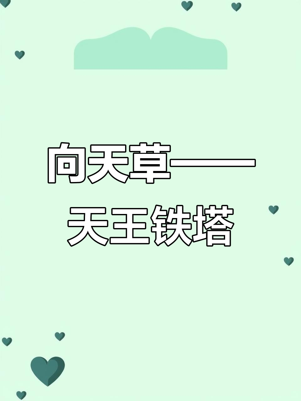 瓦松:形似铁塔的多肉植物,药用与观赏两不误