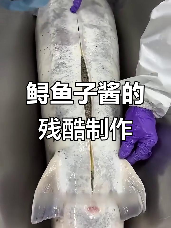 伊朗鲟鱼剖腹取卵,黑色黄金背后的残忍真相