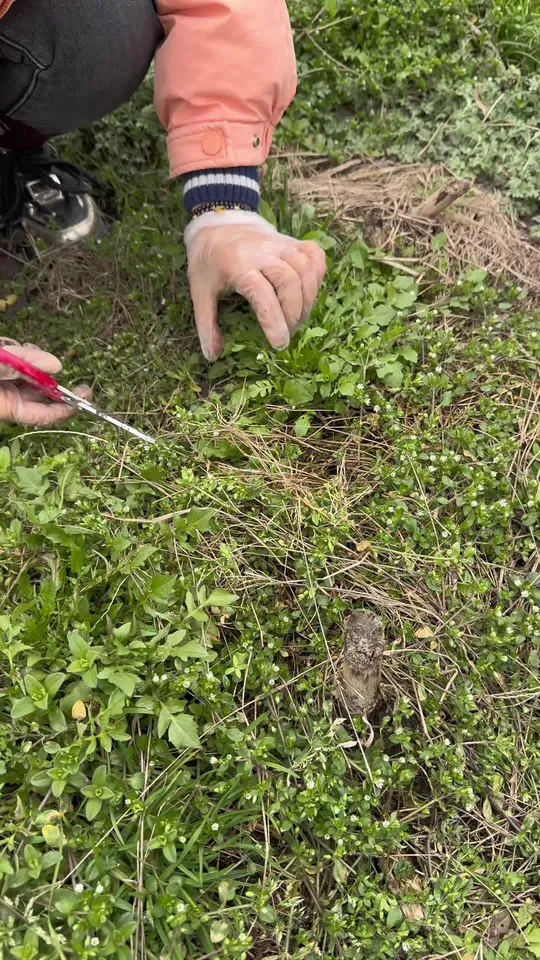 又到吃野菜的季节，户外挖纯天然野菜，这是什么菜？