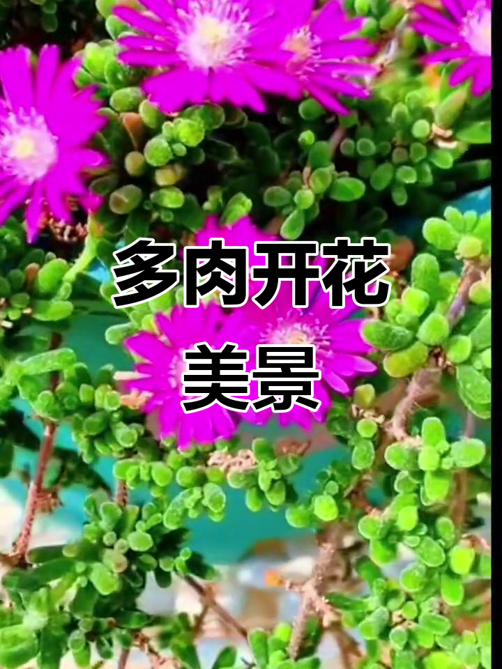 这款多肉植物，四季常绿，花开如海，轻松栽培成美丽花境