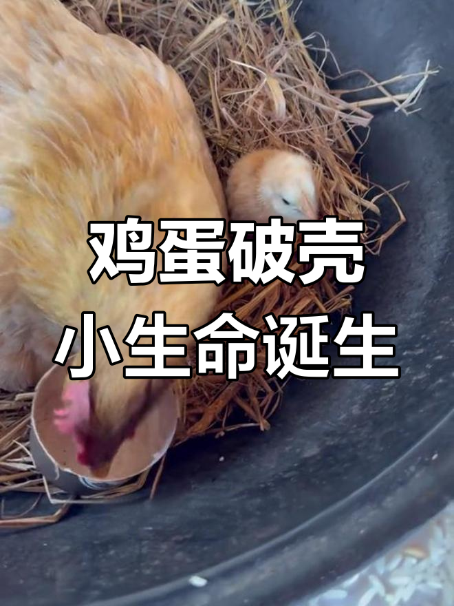 灶台鸡孵出小鸡,母鸡忙碌不停
