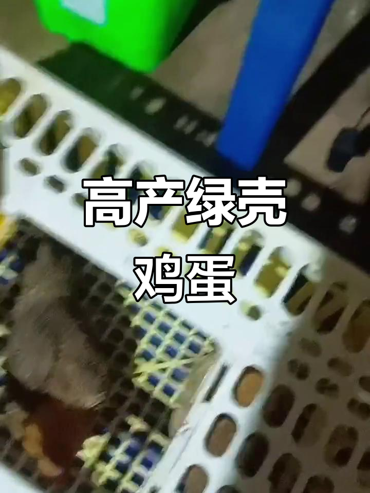 绿壳蛋鸡,散养高产,杂食性强,产蛋多且营养丰富