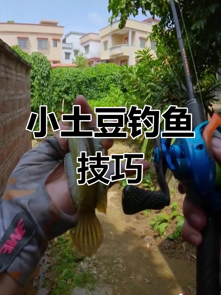 广东小水沟路亚雷龙,轻松钓获南鳢