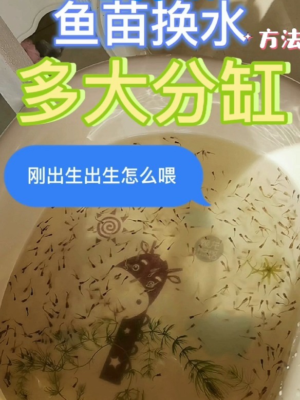孔雀鱼每个月的长度应该是多少厘米才算正常