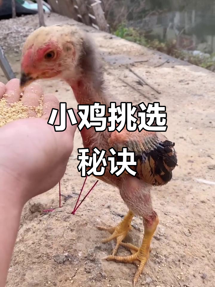 挑选小鸡苗,注意这五点!
