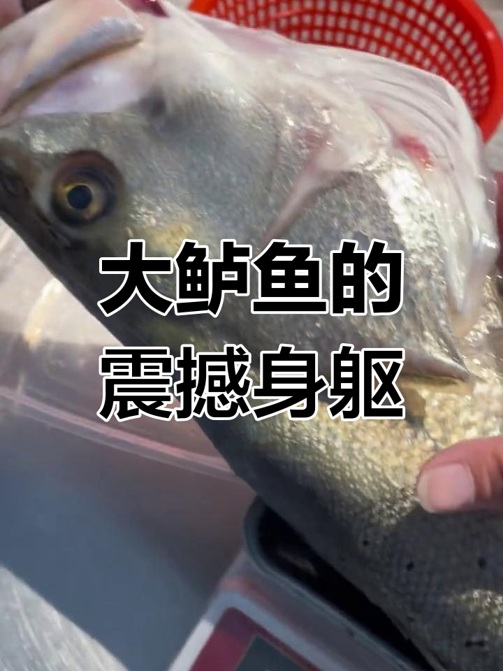 11斤8两巨型鲈鱼,嘴巴大得能塞进拳头!