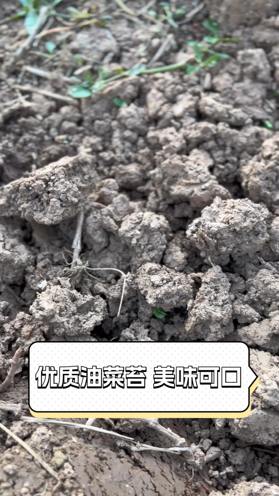 优质油菜苔,美味可口