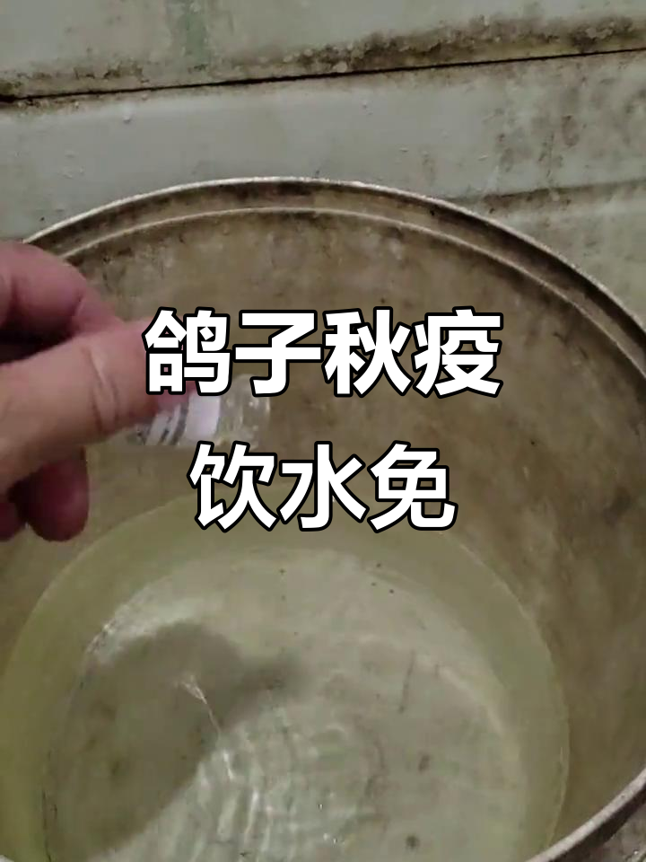 鸽子秋季疫苗接种,饮水免疫轻松搞定