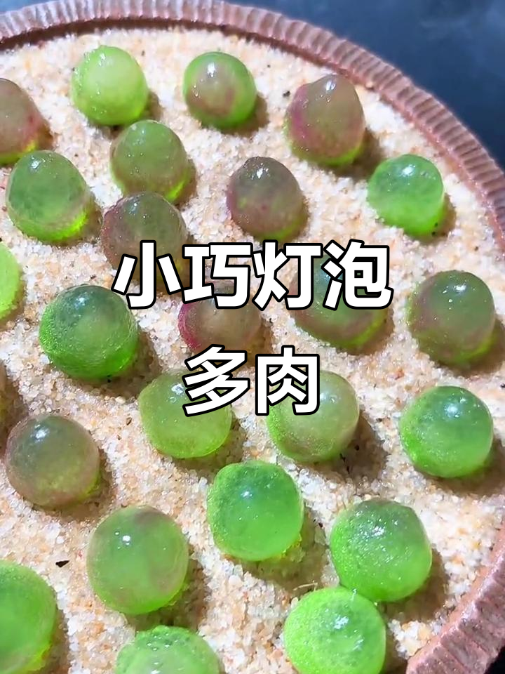 灯泡多肉:小巧可爱,养护技巧全揭秘