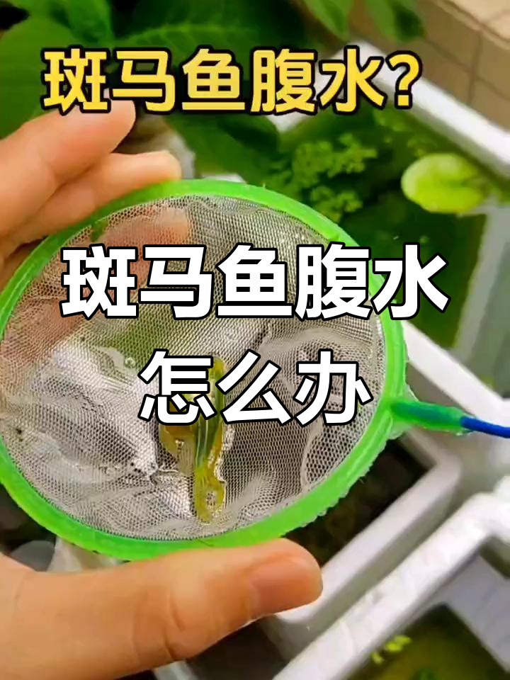斑马鱼腹水症状解析,如何应对?