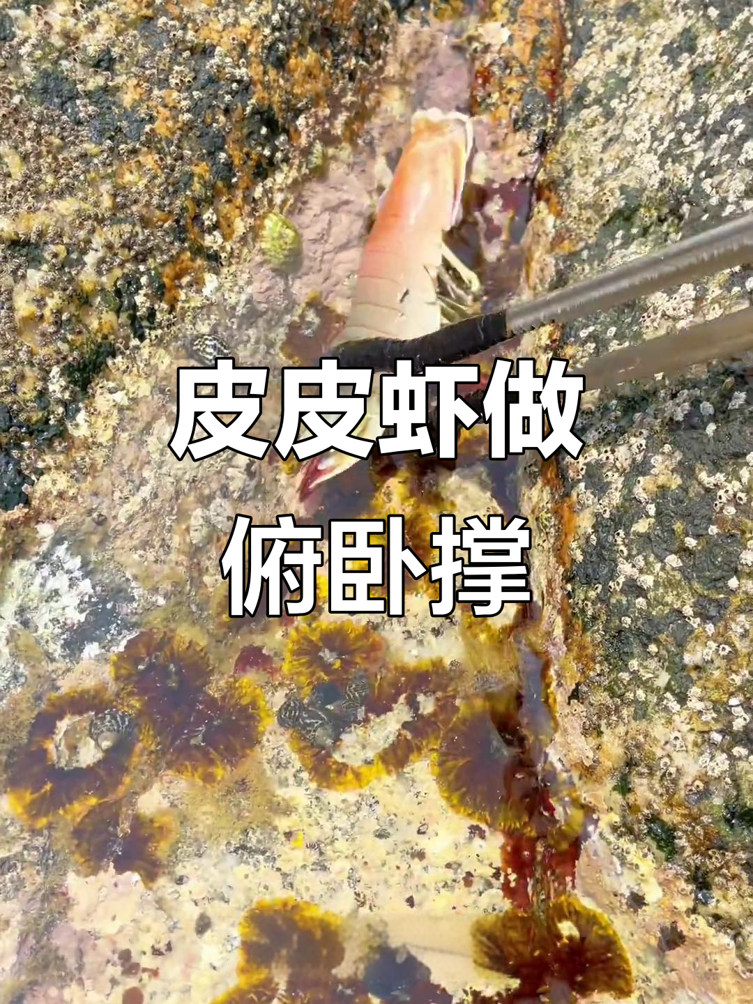 彩虹皮皮虾挑战俯卧撑,弹簧般有力!
