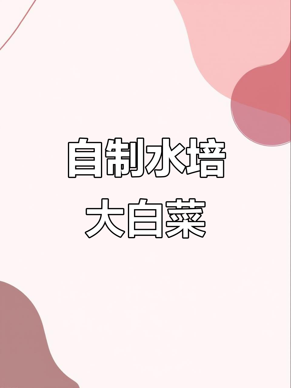 在家水培大白菜,轻松收获丰硕果实