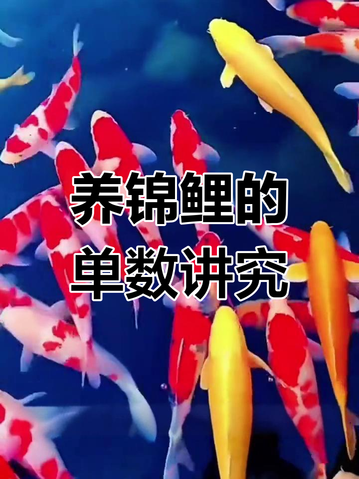 锦鲤养殖技巧:单数寓意与颜色搭配的秘密