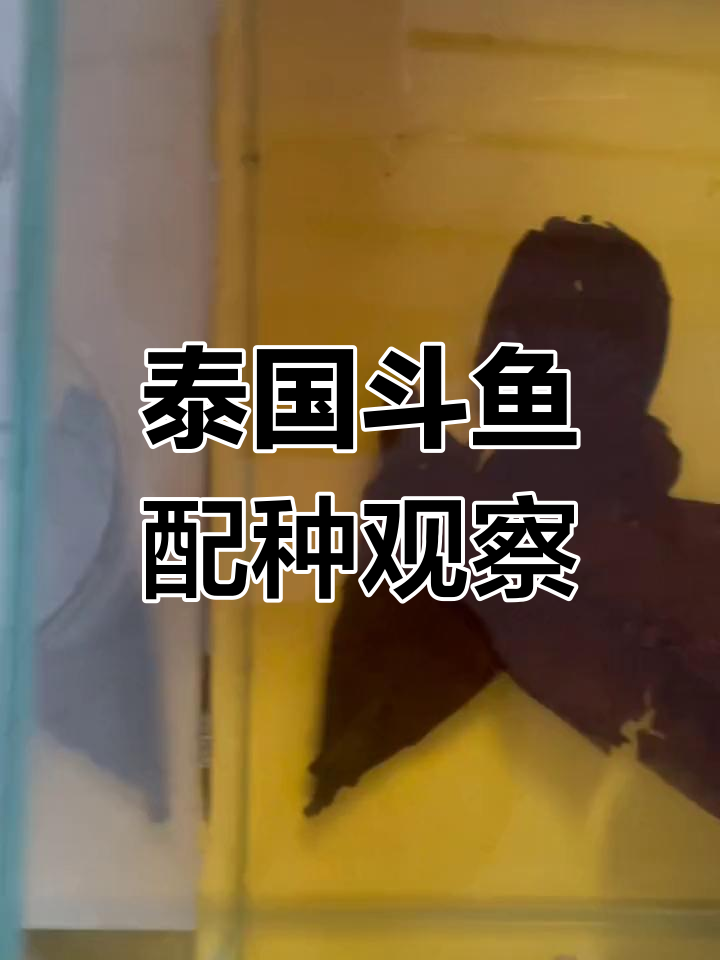 泰国斗鱼繁殖过程:公母配对与泡泡吐出