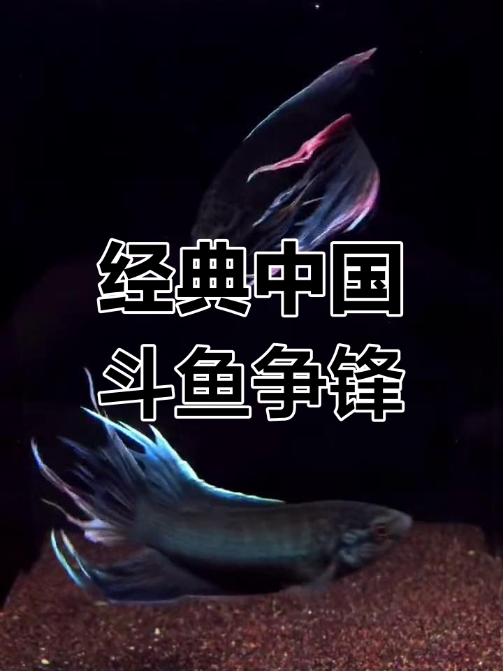 中国斗鱼精彩对决,搏击瞬间