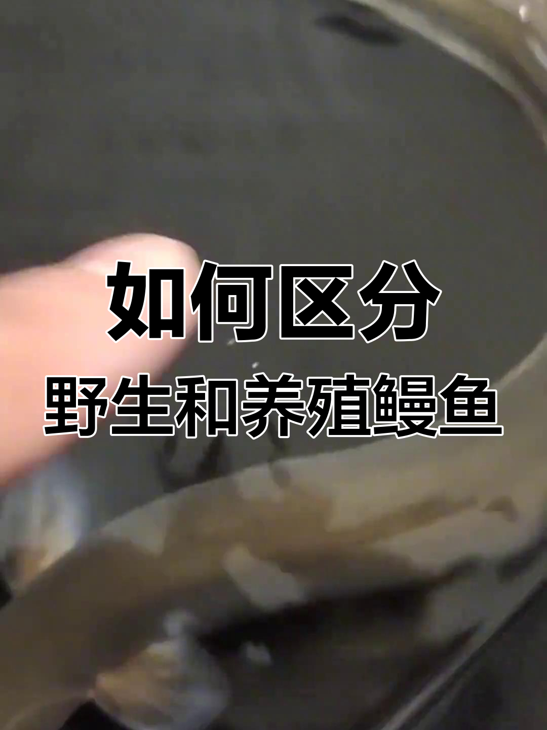 野生鳗鱼与养殖鳗鱼的三大区别