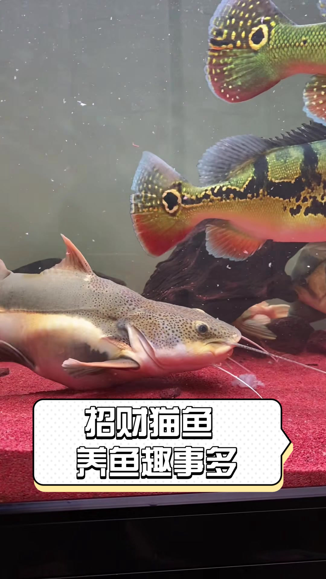 招财猫鱼,养鱼趣事多