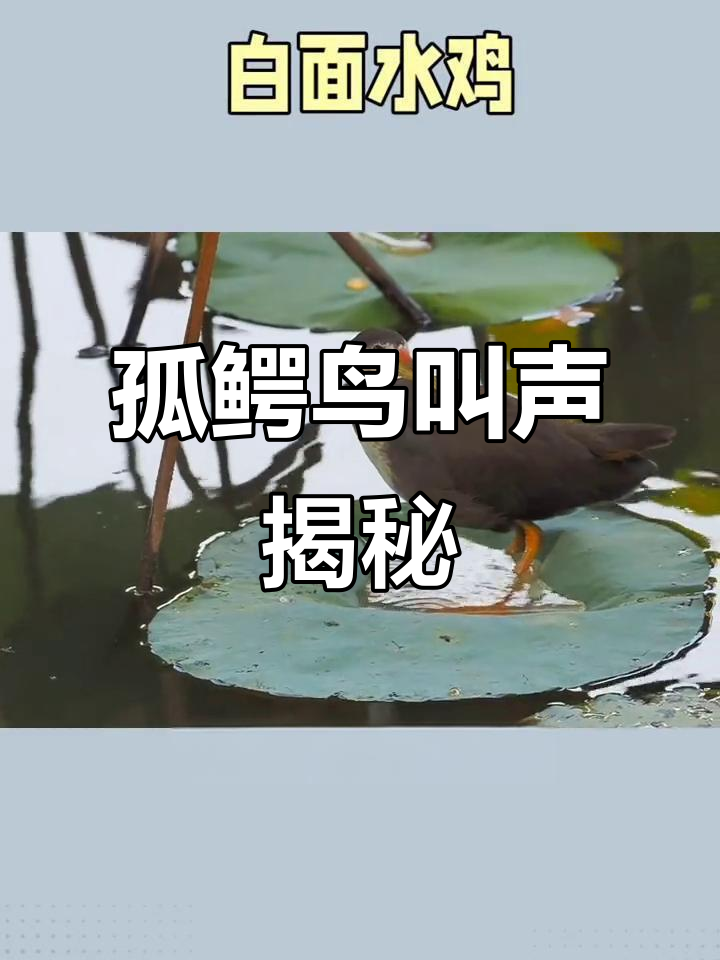 白面水鸡:鹤形苦鳄鸟的独特鸣叫与栖息地