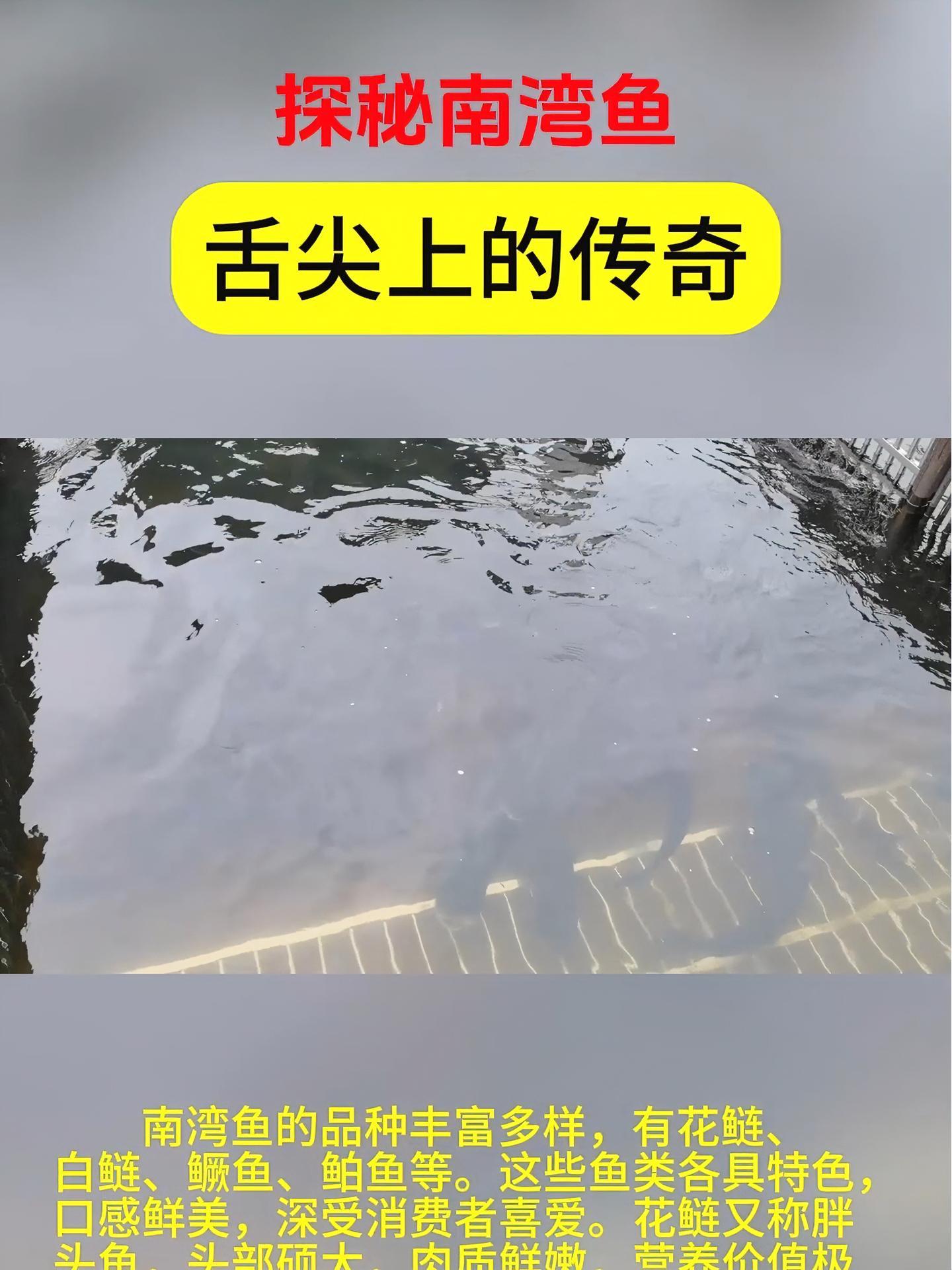 跟随记者的脚步,探寻南湾鱼的美味奥秘。南湾鱼(河南日报农村版 尹小剑 李振阳 高昊)