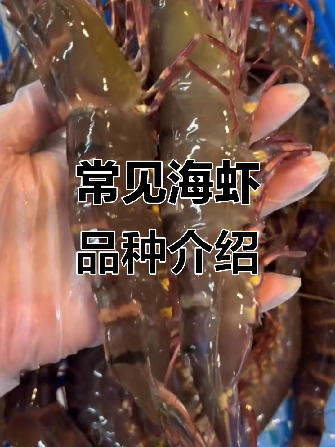 了解黑虎虾、南美白对虾等常见海鲜品种,口感与价格全解析