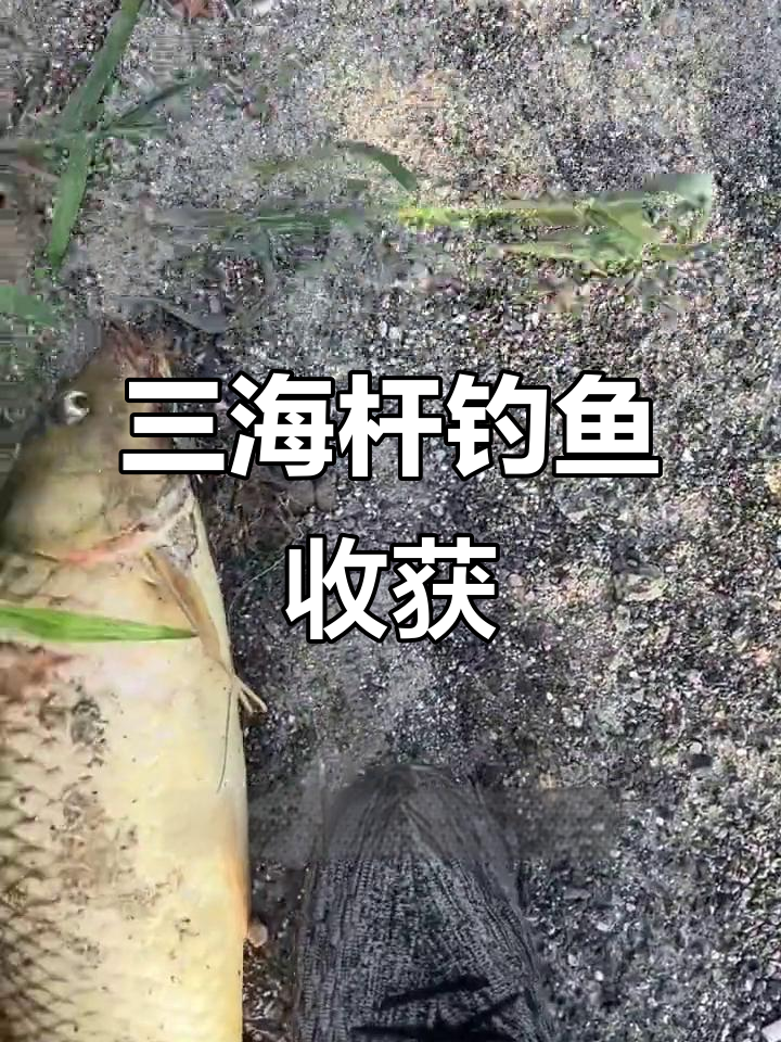 海杆钓大货,三根竿子一下午三条鱼