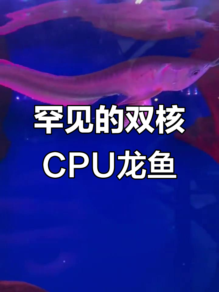 双头龙鱼现身,罕见畸形粘连成谜
