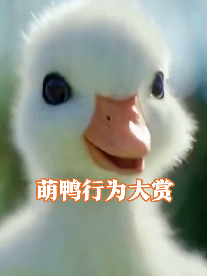 小白鸭成精了!单脚站立唠漫画,梳毛踩坡萌到犯规