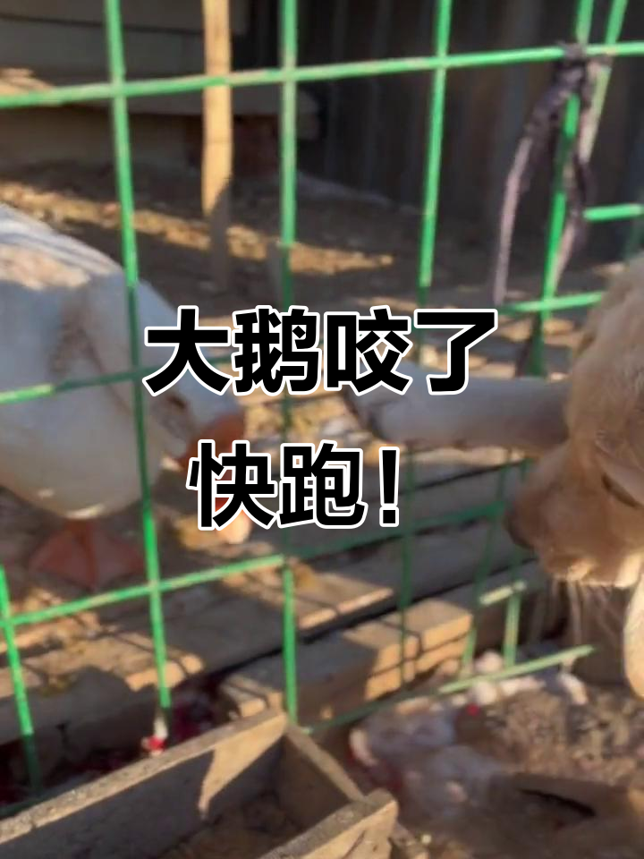 抖音笑点满满,大鹅咬人太搞笑